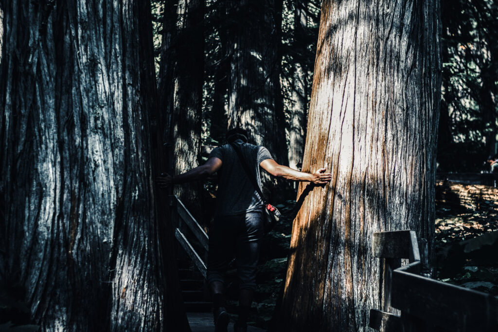 Hiker between two large cedars
