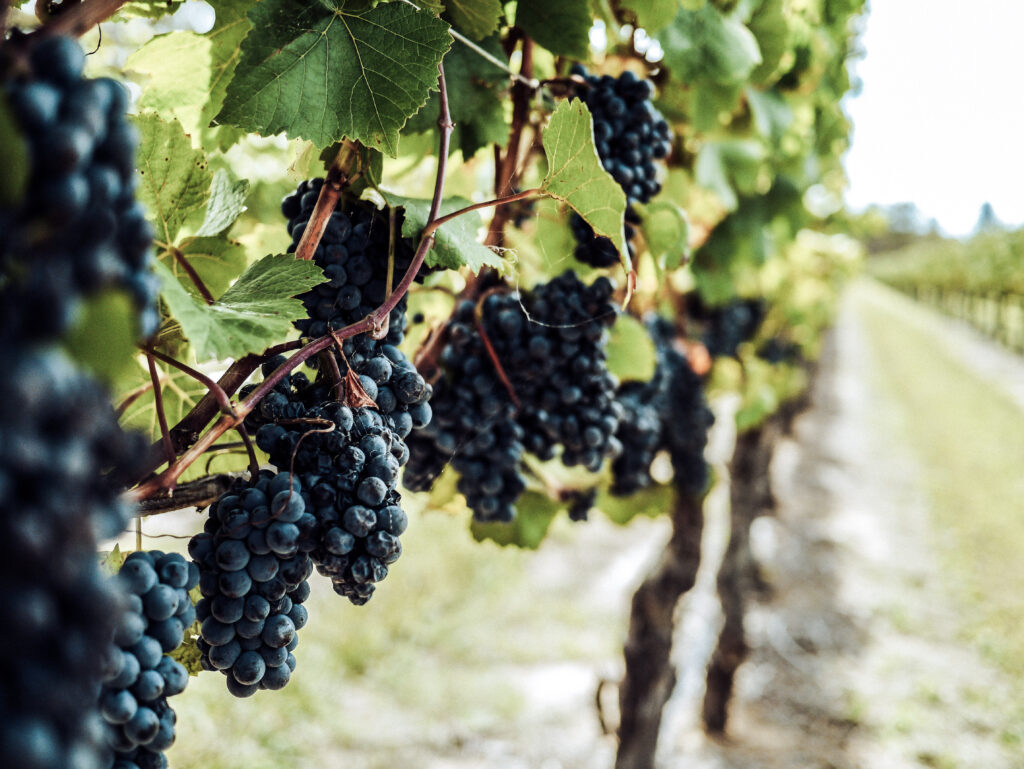 Grapes in a vinyard.